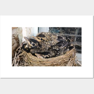 Young American Robins In Their Nest Posters and Art